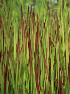 Blodgræs 'red baron' Japansk blodgræs 'Red baron'