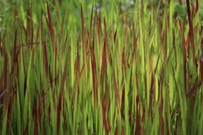 Japansk blodgræs 'Red baron'