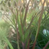 Japansk blodgræs 'Red baron'