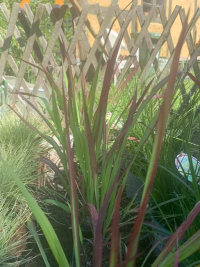 Japansk blodgræs 'Red baron'