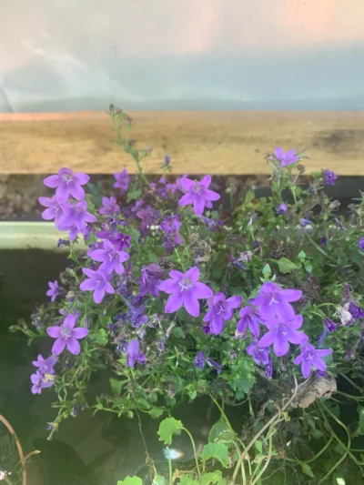 Campanula 'Blue Get Mee'