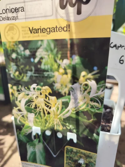 Caprifolie ‘delavayi’