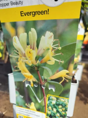 Caprifolie ‘cobber beauty’