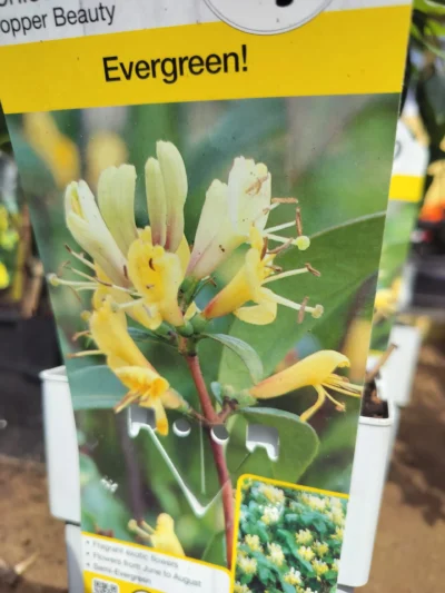 Caprifolie ‘cobber beauty’