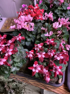 Cyclamen