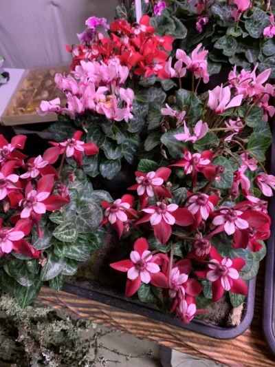Cyclamen
