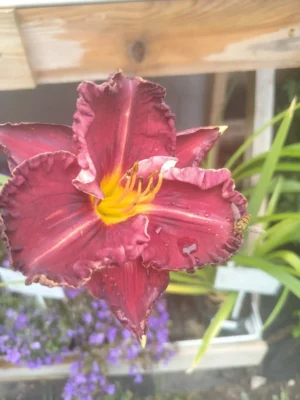 Daglilje 'purplelicious'