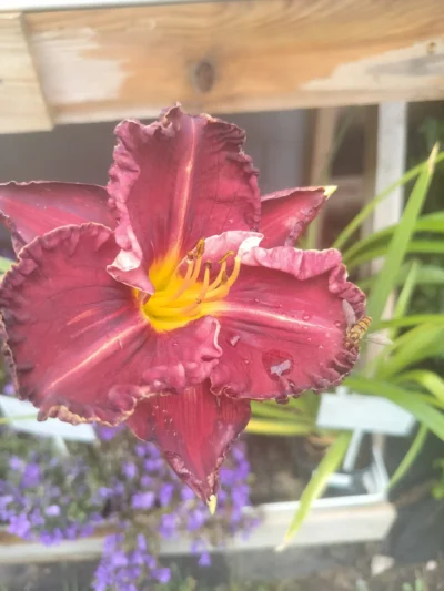 Daglilje 'purplelicious'