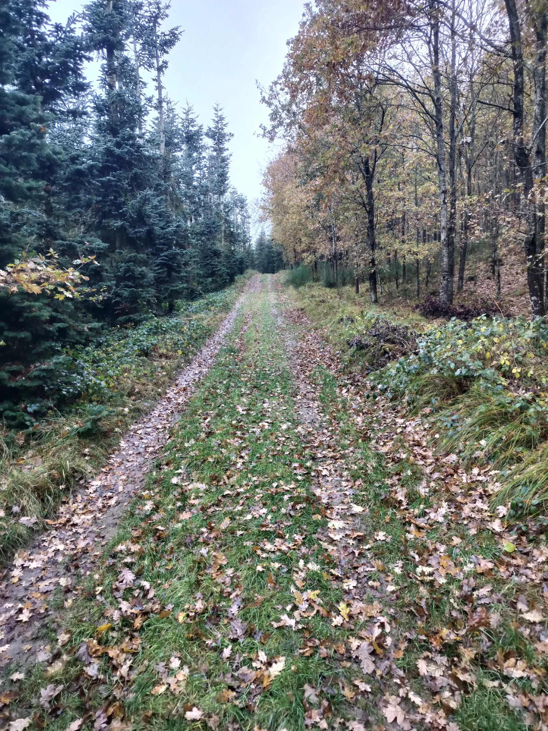 Efterår i skoven