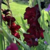 Gladiolus, Bordeaux