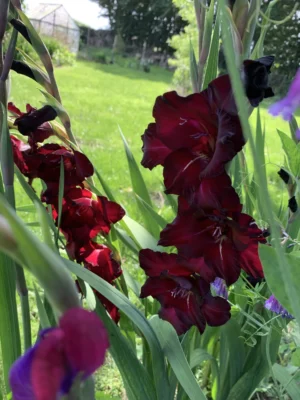 Gladiolus, Bordeaux