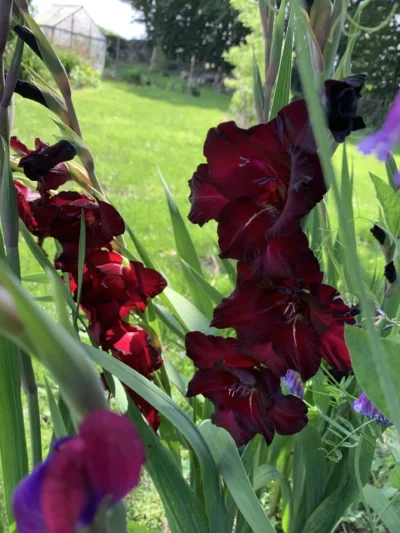 Gladiolus, Bordeaux