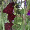 Gladiolus, Bordeaux
