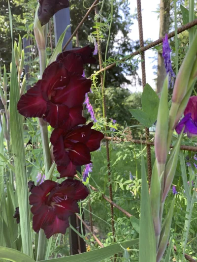 Gladiolus, Bordeaux