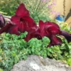 Gladiolus, Bordeaux