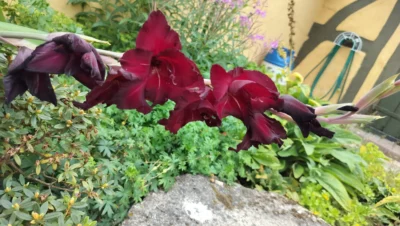 Gladiolus, Bordeaux