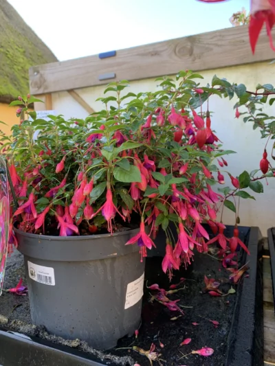 Havefuchsia 'tom thumb'