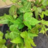 Hedera