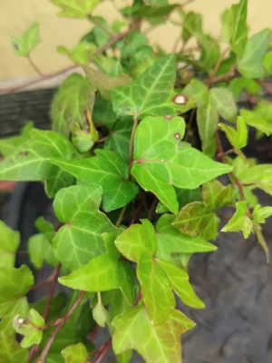 Hedera