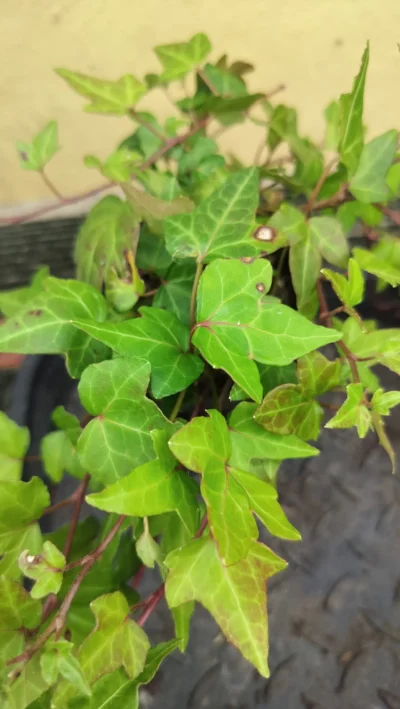 Hedera