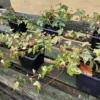 Hedera