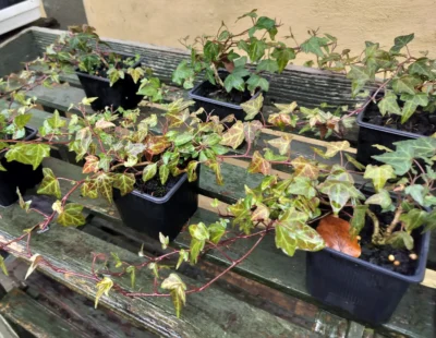 Hedera