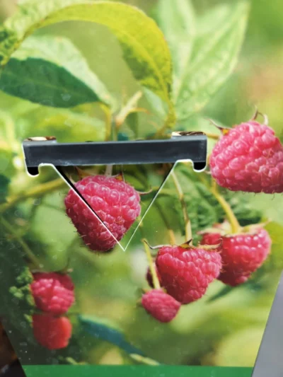 Hindbær 'malling promise'