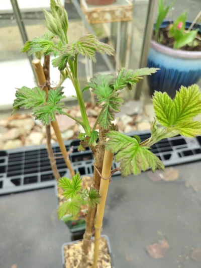 Hindbær 'malling promise'