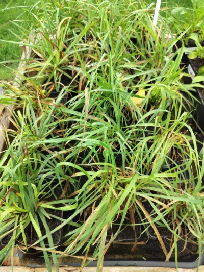 Hjertegræs (Briza media)