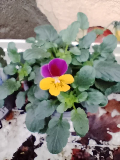 Hornviol (viola cornuta)