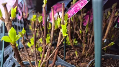 Hortensia ‘Rosita’