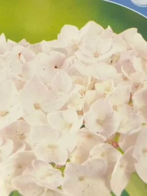 Hortensia ‘Mme Emile Moullère’