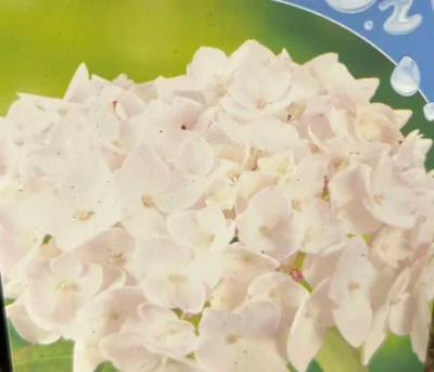 Hortensia ‘Mme Emile Moullère’