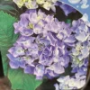 Hortensia ‘Bodensee’