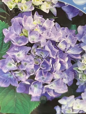 Hortensia ‘Bodensee’