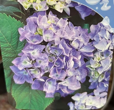 Hortensia ‘Bodensee’