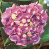 Hortensia ‘Renate’