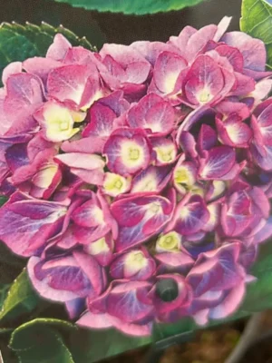 Hortensia ‘Renate’