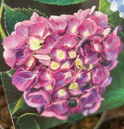 Hortensia ‘Renate’