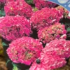 Hortensia ‘Rosita’