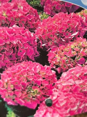 Hortensia ‘Rosita’