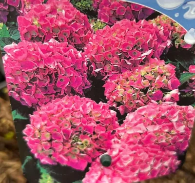 Hortensia ‘Rosita’