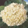 Hortensia ‘Soeur Thérèse’