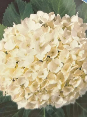 Hortensia ‘Soeur Thérèse’
