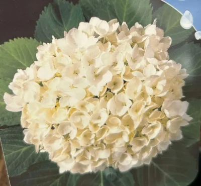 Hortensia ‘Soeur Thérèse’