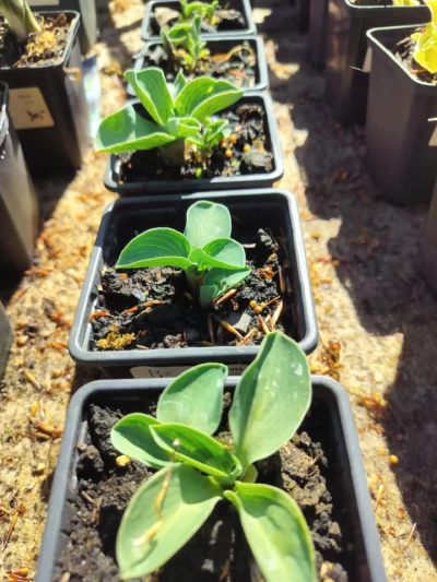 Hosta 'Blue Mouse Ears'