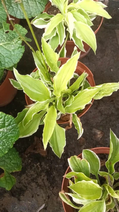 Hosta 'Iced lemon'