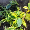 Hosta mix