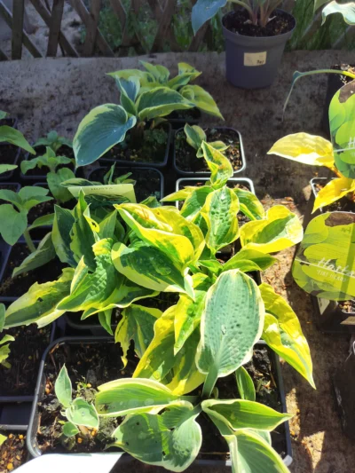 Hosta mix