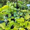Hosta mix